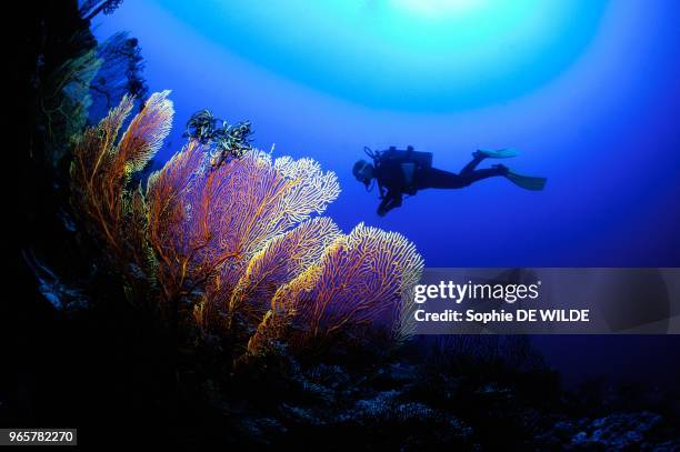 Giant Seafan , Tonga, Ha'Apai, Group Hunga isl.