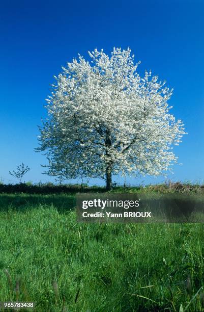 Cerisier en fleurs.