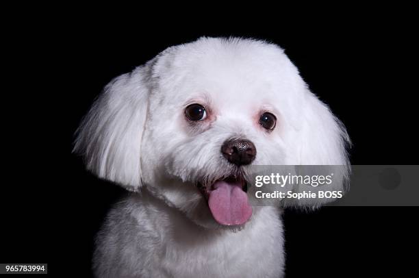 Chien terrier blanc sur fond noir.