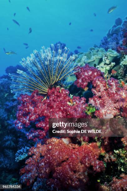 Tonga, Vava'U Group, Hunga Island, Feather Star and Soft Coral .