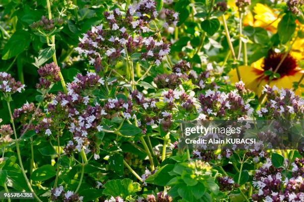 Origanum vulgare 'Grec'.