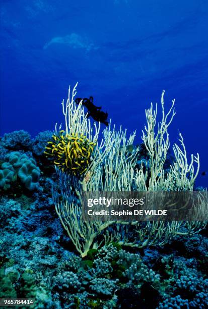 Tonga, Vava'U Group, Hunga Island, Sea fan abd Faeather Star sp.