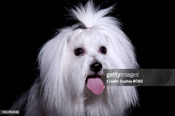 Chien terrier blanc sur fond noir.