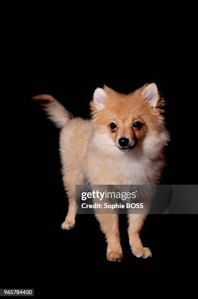 Chien de race Spitz allemand sur fond noir.