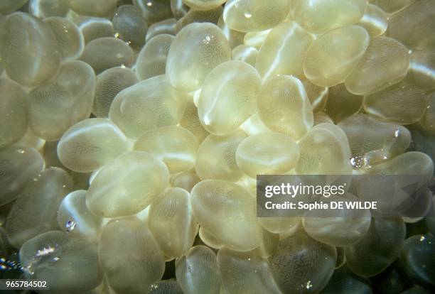 Tonga, Vava'u Group, Bubble-coral.