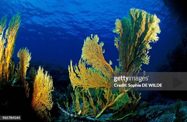 Tonga, Vava'u Group, Tungasika Island, Gian sea fan .