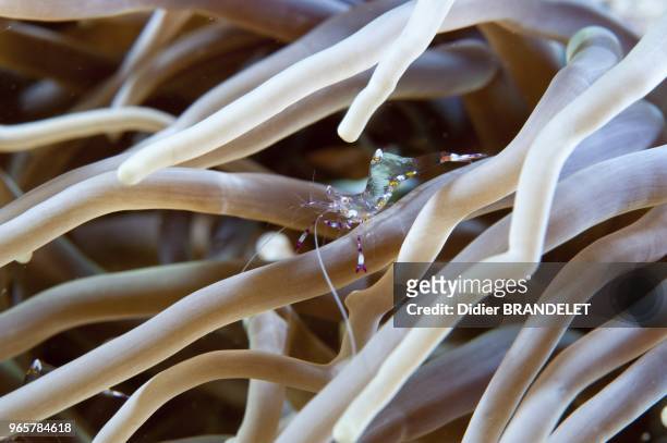 Small shrimp on anemone tentacles.
