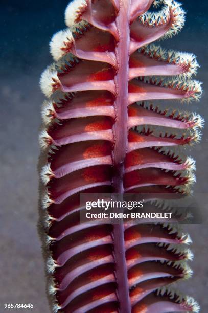 Sea pen growing on a sandy seabed.