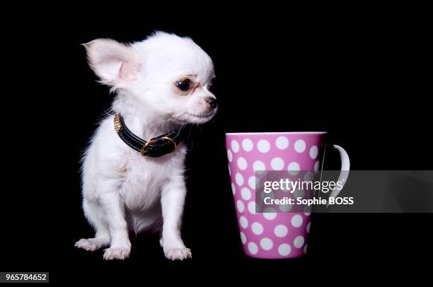 Chien chihuahua sur fond noir avec une tasse.