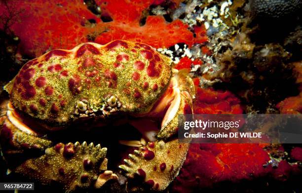 Crab , Mediterranean Sea.