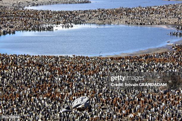 Antarctica, cruise on Boreal ship, South Georgia island, UK property, Saint Andrews Bay , colony of more than 400 000 king penguins, many sea...