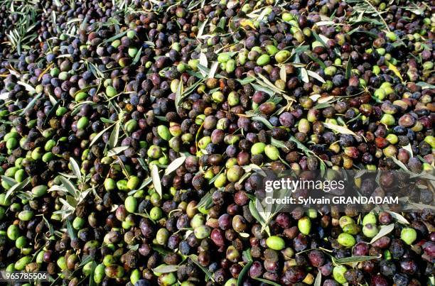 LES OLIVES, LA REGION DU MASSIF CALCAIRE, SYRIE.