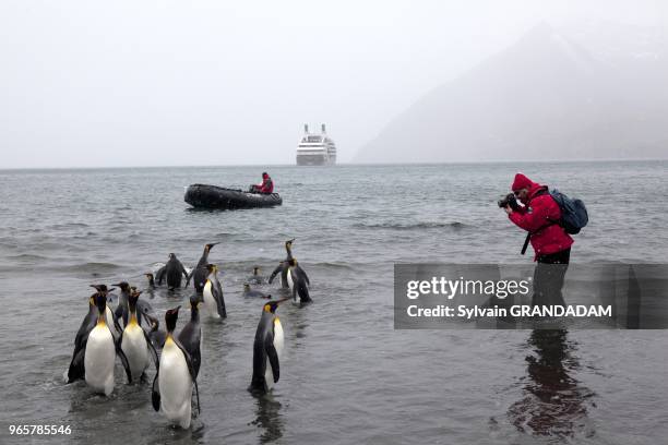 Antarctica, cruise on Boreal ship, South Georgia island, UK property,Gold Harbour with a colony of more than 200 000 king penguins and many sea...