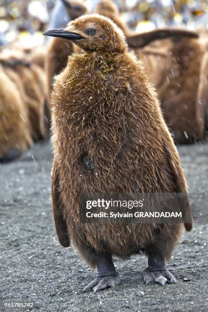 Antarctica, cruise on Boreal ship, South Georgia island, UK property,Gold Harbour with a colony of more than 200 000 king penguins and many sea...