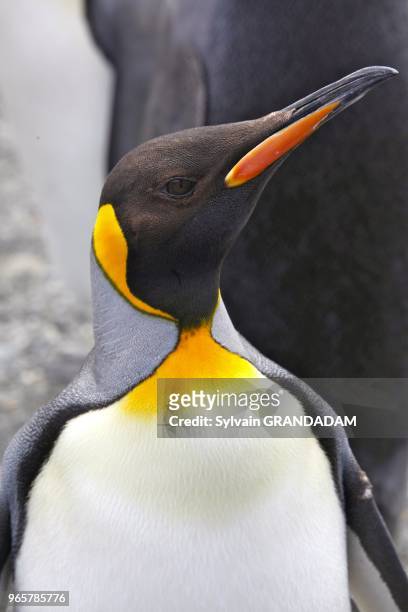 Antarctica, cruise on Boreal ship, South Georgia island, UK property, Saint Andrews Bay , colony of more than 400 000 king penguins, many sea...