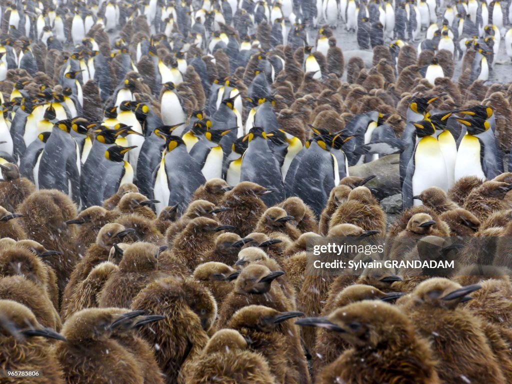 Antarctical cruise on Boreal ship