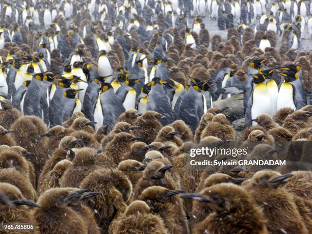 Antarctica, cruise on Boreal ship, South Georgia island, UK property,Gold Harbour with a colony of more than 200 000 king penguins and many sea...