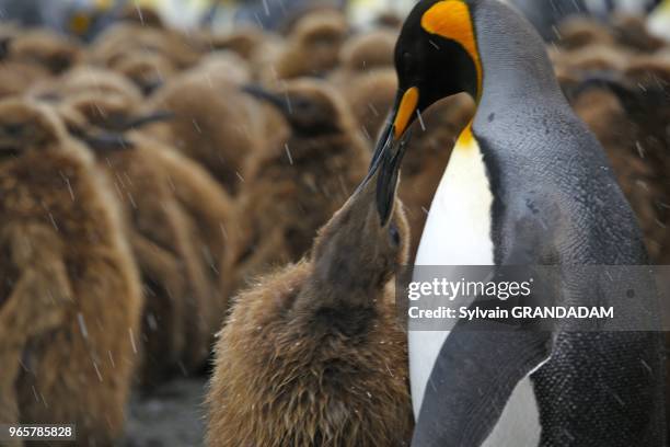 Antarctica, cruise on Boreal ship, South Georgia island, UK property,Gold Harbour with a colony of more than 200 000 king penguins and many sea...