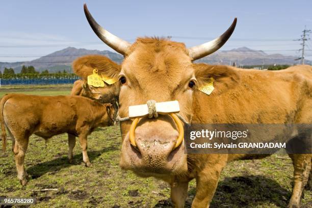 VACHES LOCALES, ILE DE KYUSHU, JAPON.