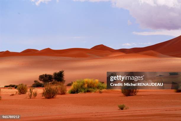 Sossulvley en namibie est une porte d'entrée pour aborder les grandes dunes rouge du désert du namib dont certaines s'élàvent à plus de 300m d'ou...