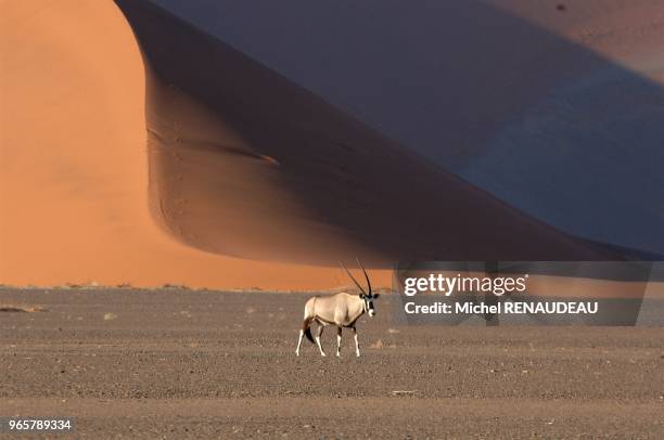 Sossulvley en namibie est une porte d'entrée pour aborder les grandes dunes rouge du désert du namib dont certaines s'élàvent à plus de 300m d'ou...