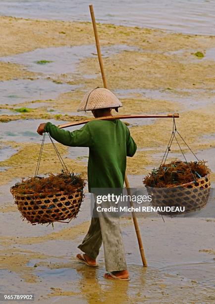 INDONESIE, BALI, L'ILE DE NUSA LEMBONGAN S'EST SPECIALISE DANS LA CULTURE DES ALGUES, EN CREANT DE VERITABLES FERME D'ALGUE, A MAREE BASSE LA MER...