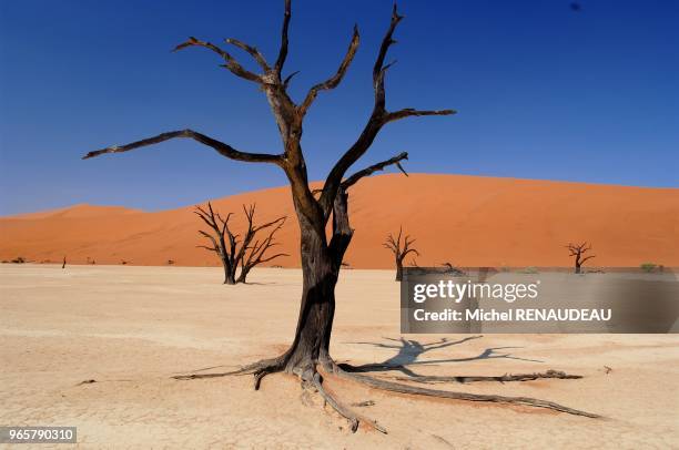 Sossulvley en namibie est une porte d'entrée pour aborder les grandes dunes rouge du désert du namib dont certaines s'élàvent à plus de 300m d'ou...