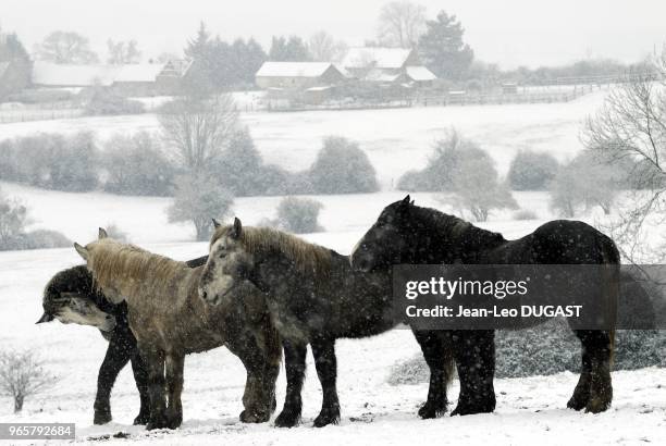 Jeunes males percherons au pre, par temps de neige, ? Saint-Aubin-de-Courteraie, dans l'Orne.