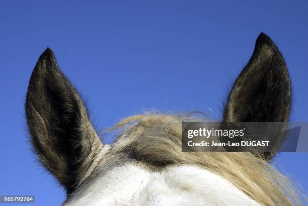 Jeune male percheron au pre dans un elevage de Saint-Aubin-de-Courteraie dans l'Orne.