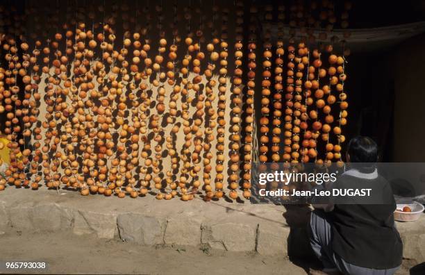 Village traditionnel de Hahoe, zone préservée. Femme mettant à sécher au soleil des Kumquats, fruits ressemblant à des oranges. Village traditionnel...