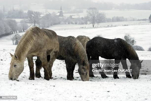 Jeunes males percherons au pre, par temps de neige, ? Saint-Aubin-de-Courteraie dans l'Orne.