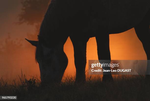 Jeune male percheron au pre, au lever du soleil, dans un elevage de Saint-Aubin-de-Courteraie dans l'Orne.