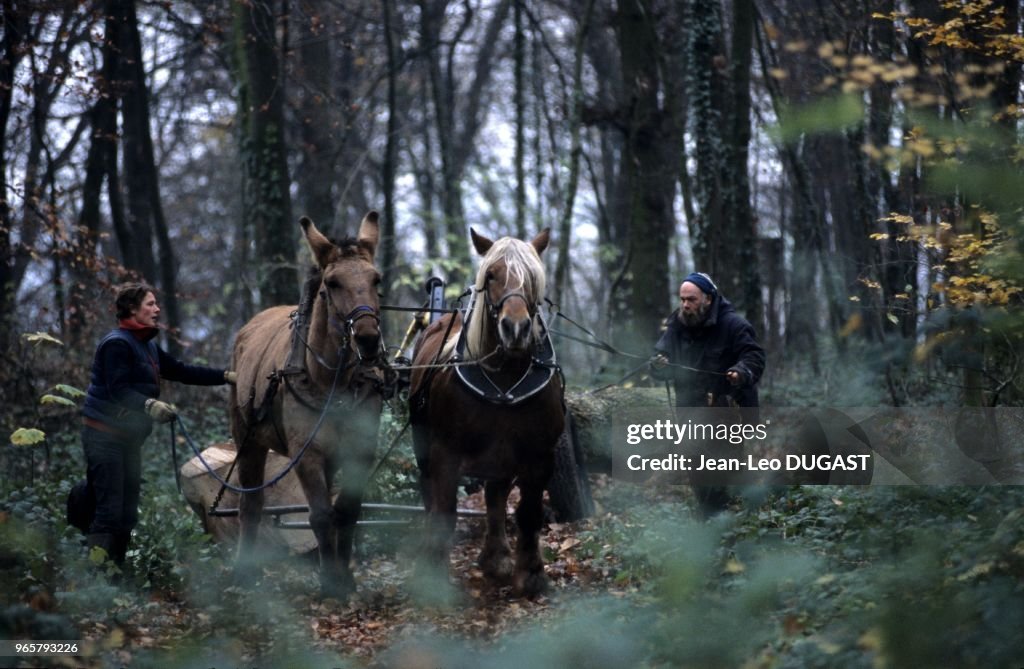 DEBARDAGE AVEC DES CHEVAUX DE TRAIT, ALLONES, SARTHE, FRANCE