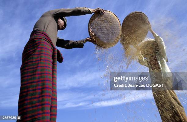 Village de Monywa, près de Mandalay. Agriculteurs éventant des petits pois, après la récolte. Village de Monywa, près de Mandalay. Agriculteurs...