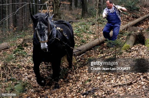 La jument percheronne Lunette en débardage dans une forêt de résineux. La jument percheronne Lunette en débardage dans une forêt de résineux.