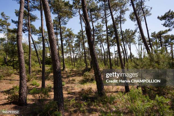 Les pins de la forêt de Saint-Trojan, Ile d'Oléron.