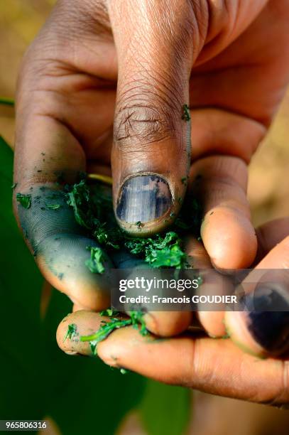 Mains et feuilles d'indigotier broyées à Labé en mars 2008, Guinée-Conakry.