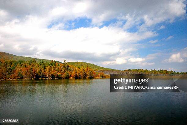 japanese larch forest and lake, yachiho, nagano, japan - japanese larch stock pictures, royalty-free photos & images