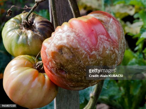 Tomate et champignon Botrytis cinerea.
