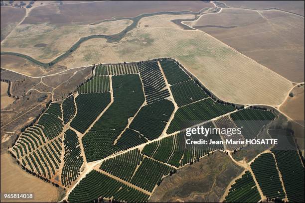 The forests of Tlamim. In the Negev, the number of farming and forest zones increases thanks to Israel's leading techniques in agronomy. There is a...