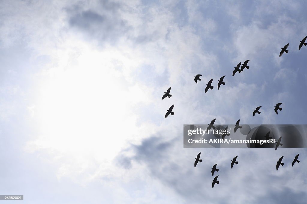 Pigeons flying in sky, copy space