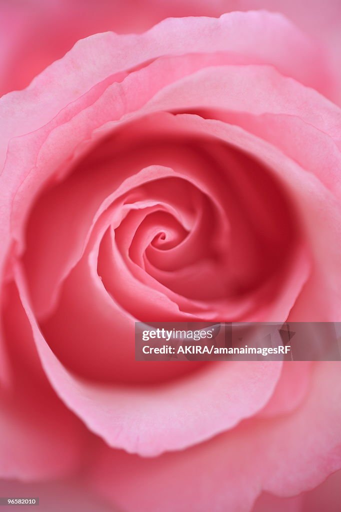 Close up of pink rose