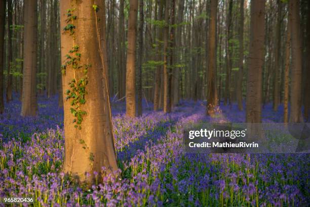 hallerbos or bois de halle, the dreamy blue forest - waterloo - iowa imagens e fotografias de stock