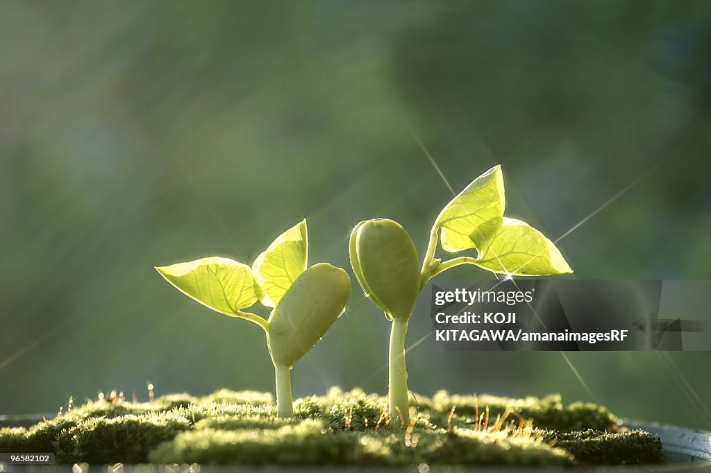 Seedlings, close up, lens flare