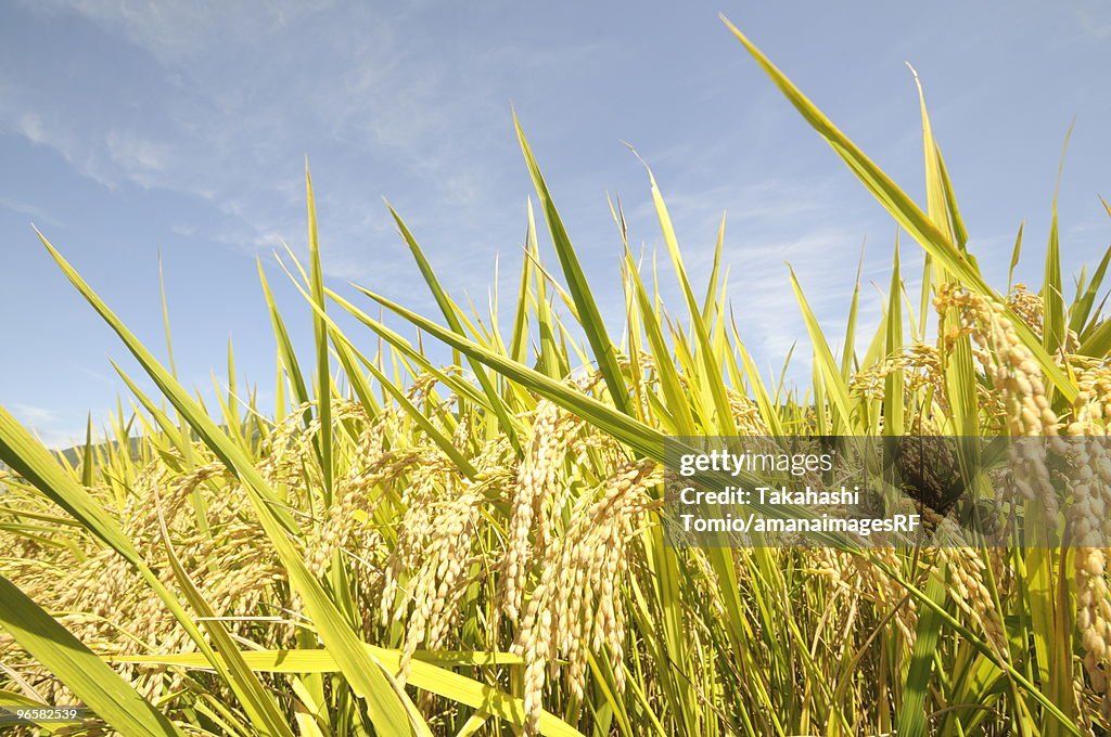 Goodbye Rice Field Rice Field High-Res Stock Photo - Getty Images