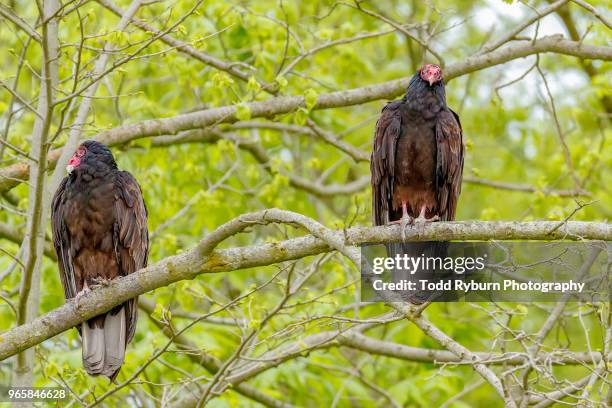 two turkey vultures perched on a branch - new world vulture stock pictures, royalty-free photos & images