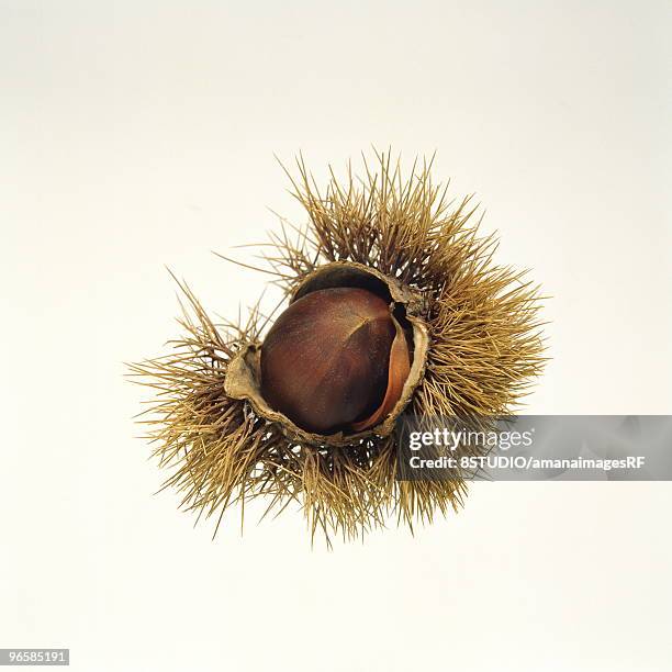 Chessnut Shell Chestnut Shell Fotografías e imágenes de stock - Getty Images