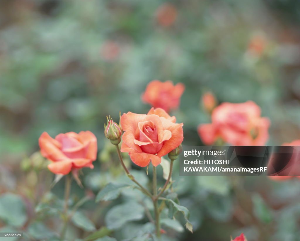 Rose, Irish Mist