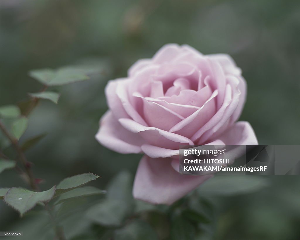 Close up of single rose, Tokyo prefecture, Japan