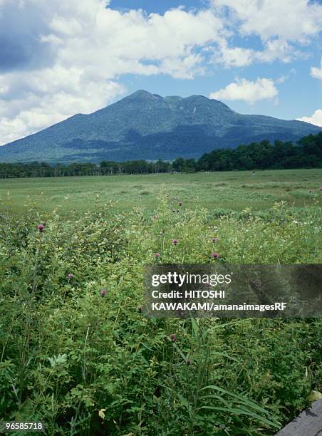 mountain from ozegahara, katashina village, gunma prefecture, japan - oze national park stock pictures, royalty-free photos & images